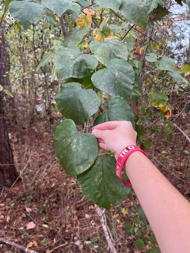 eastern redbud