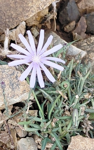 Lactuca tenerrima