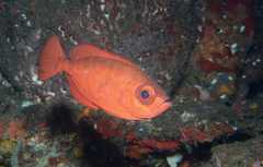 Heteropriacanthus cruentatus