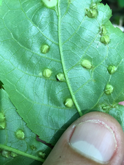 Phylloxera caryaefallax