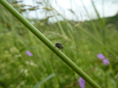 Zacladus