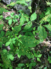 Phylloxera caryaefallax