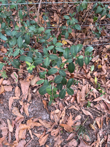 Yaupon Holly