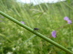 Zacladus