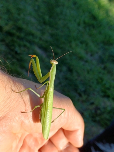 European Mantis