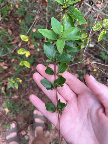 Japanese honeysuckle