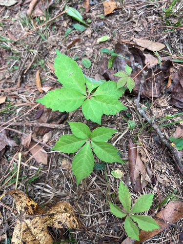 Virginia creeper