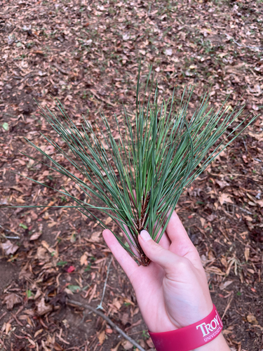 loblolly pine
