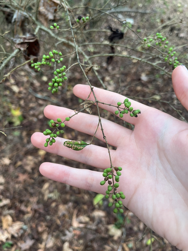 Chinese privet