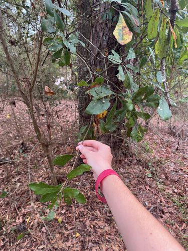 water oak