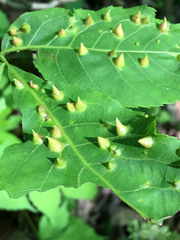 Phylloxera caryaefallax