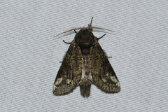 Heterocampa obliqua