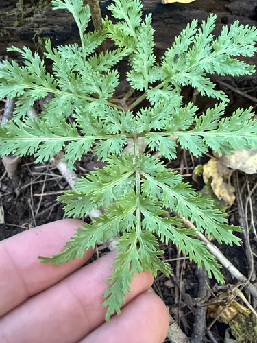 Cutleaf Grapefern