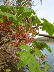 Ribes laxiflorum