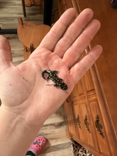 Spotted Salamander