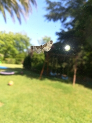 Eupithecia breviculata