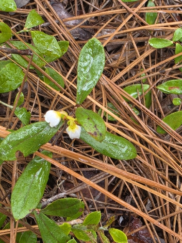 dwarf huckleberry