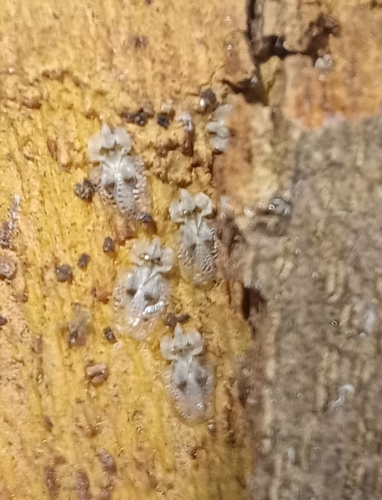 Eastern Sycamore Lace Bug