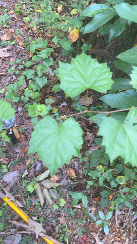 muscadine