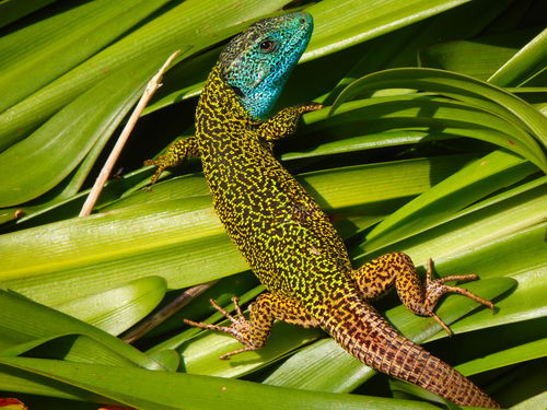 Iberian Emerald Lizard