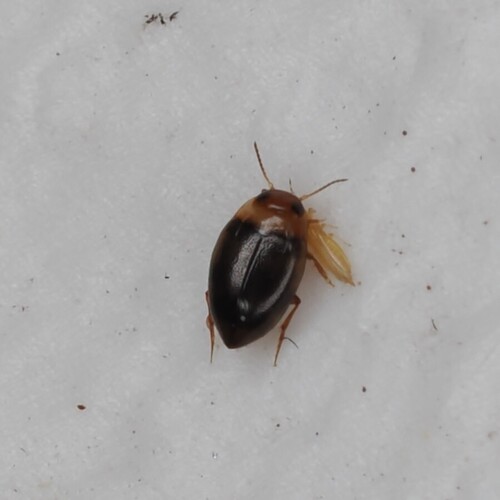 Dytiscoidea