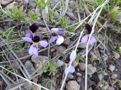 Viola beckwithii