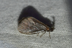 Cryptothelea gloverii