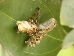 Ropalidia cyathiformis