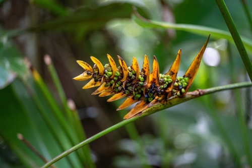 Heliconia librata (Heliconia librata)