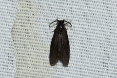 Cryptothelea gloverii