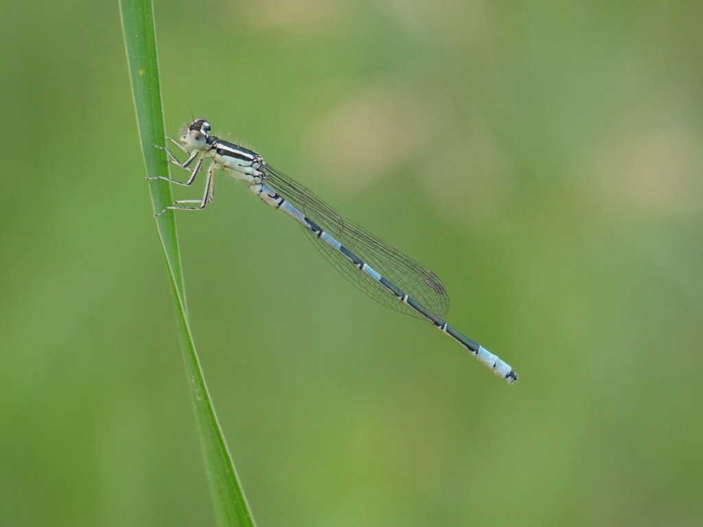 Dainty Damselfly