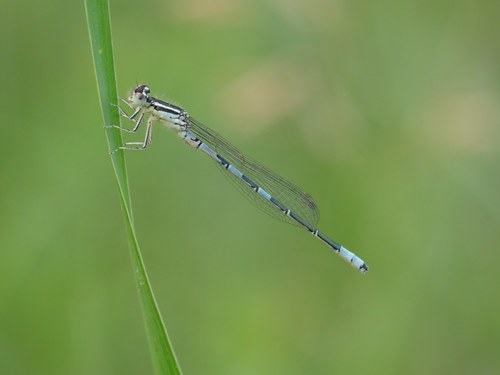 Dainty Damselfly, photo 2 of 10