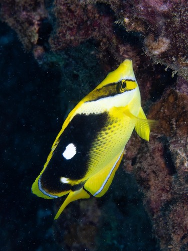 Chaetodon quadrimaculatus, 2026-10-01