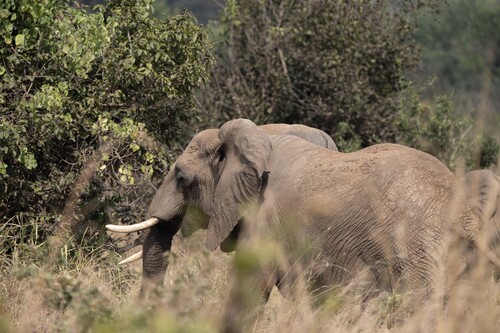 African Savanna Elephant