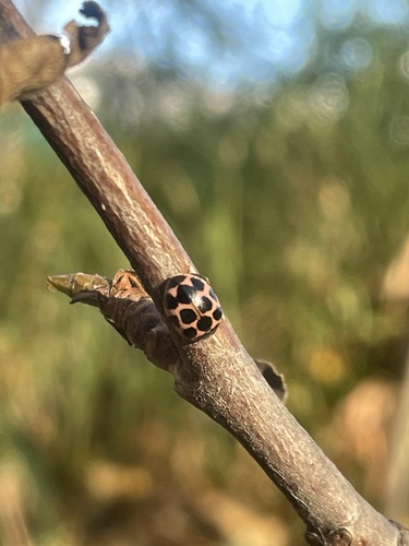 Cream-spotted Ladybird