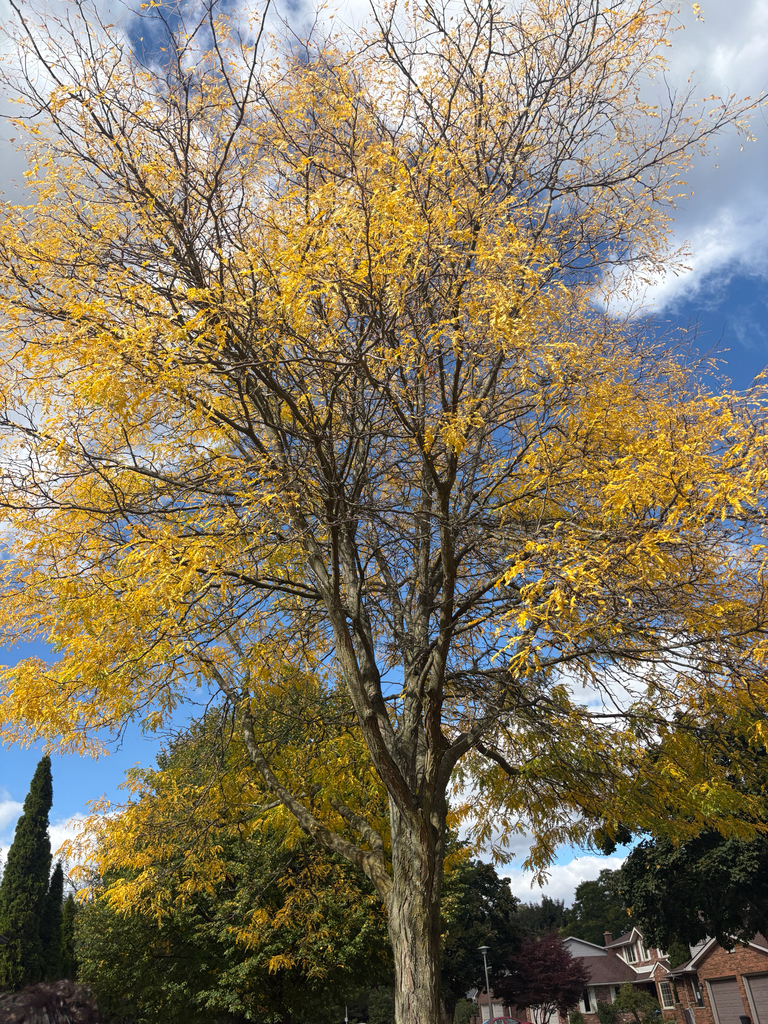 A tall street honey locust gone almost wholly gold and thinning, over green trees and rooftops.