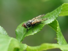 Otitinae