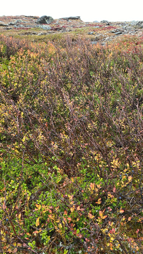 Betula nana observed 2026-10-03