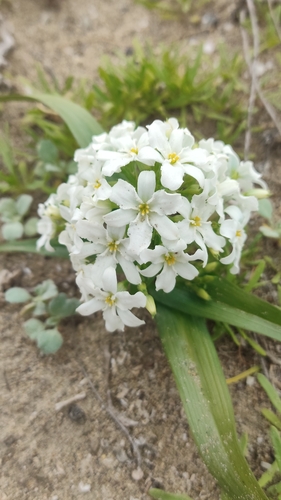 Zephyra compacta (Zephyra compacta)