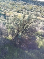 Artemisia tridentata tridentata