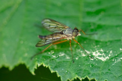 Rhagio vitripennis