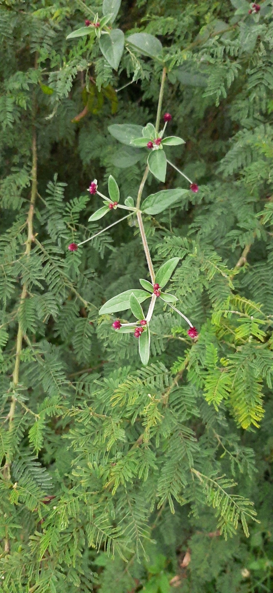 Alternanthera image