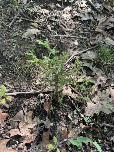 eastern redcedar