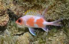 Squirrelfish photo 2
