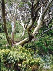 Eucalyptus pauciflora acerina