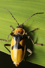 Chauliognathus flavipes