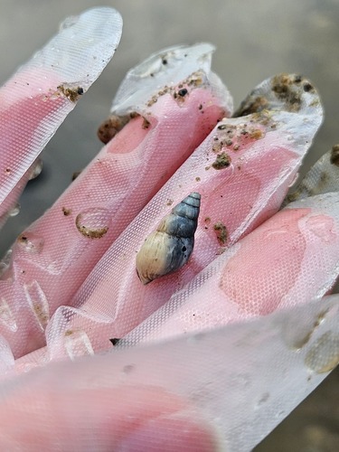 Goniobasis livescens, 2026-09-25