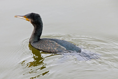 Phalacrocorax carbo
