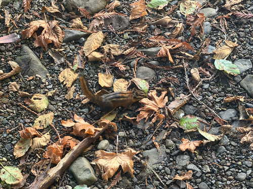 Sonoma Chipmunk observed by bchamplin