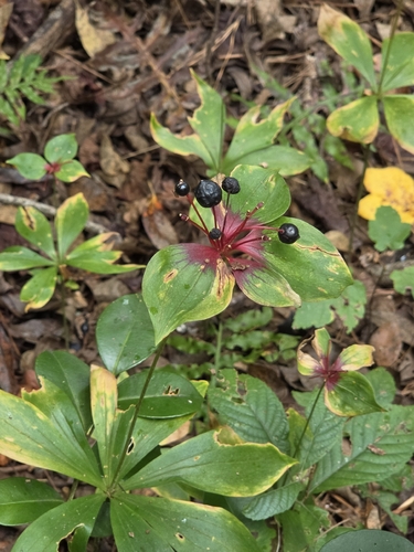Cucumber Root
